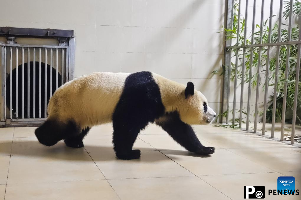 Giant panda Fu Bao transported to base in Wolong National Nature Reserve for quarantine