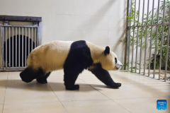 Giant panda Fu Bao transported to base in Wolong National Nature Reserve for quarantine