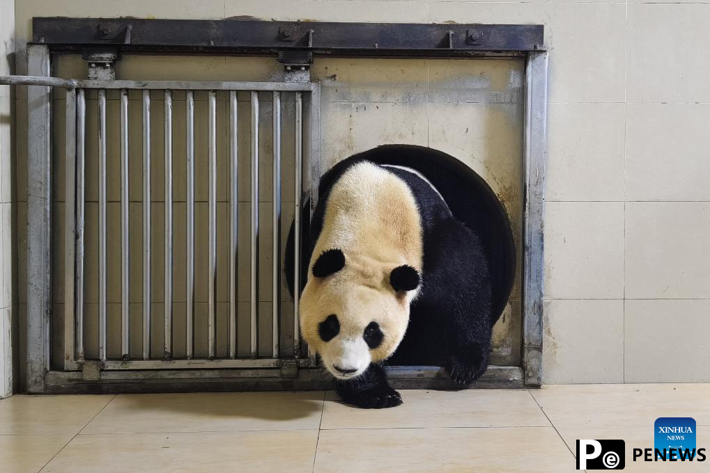Giant panda Fu Bao transported to base in Wolong National Nature Reserve for quarantine