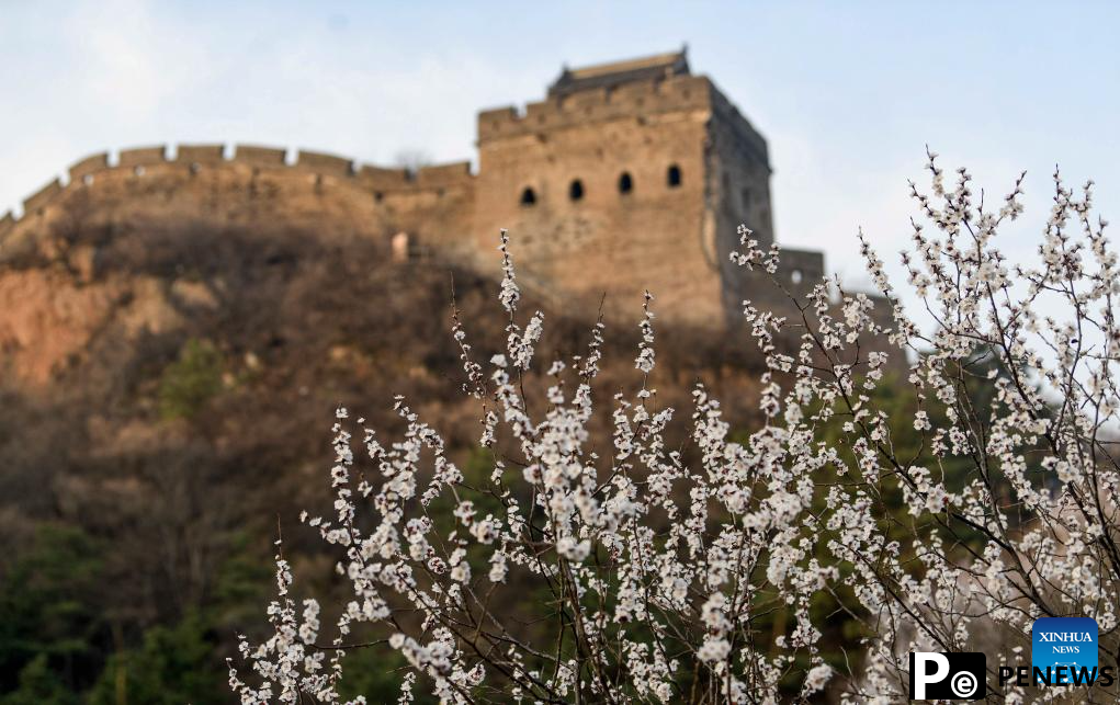 Spring scenery of Great Wall in N China