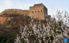 Spring scenery of Great Wall in N China's Hebei