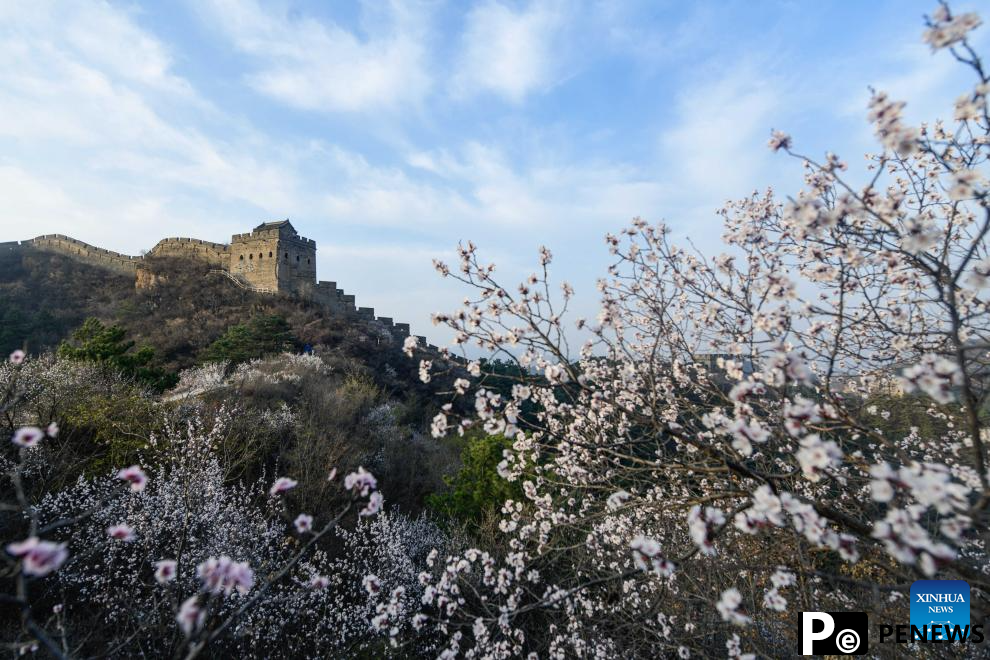 Spring scenery of Great Wall in N China