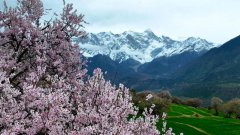Peach blossoms attract tourists in SW China's Xizang