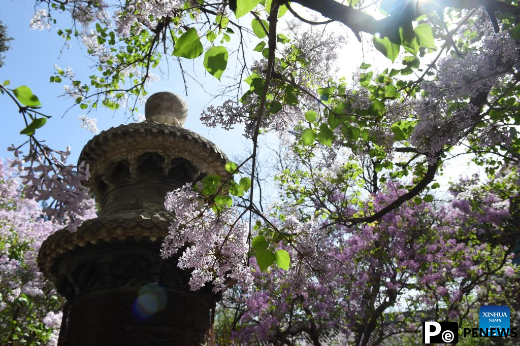 In pics: blooming lilacs at Fayuan Temple in Beijing