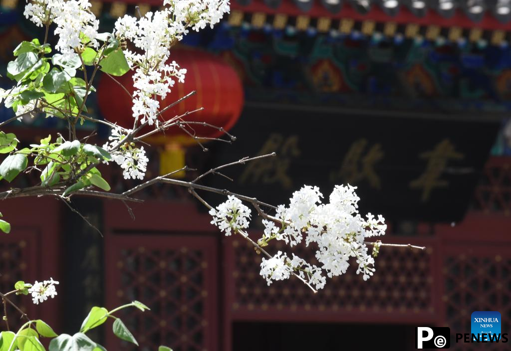 In pics: blooming lilacs at Fayuan Temple in Beijing