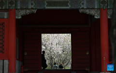 In pics: blooming flowers at Palace Museum in Beijing