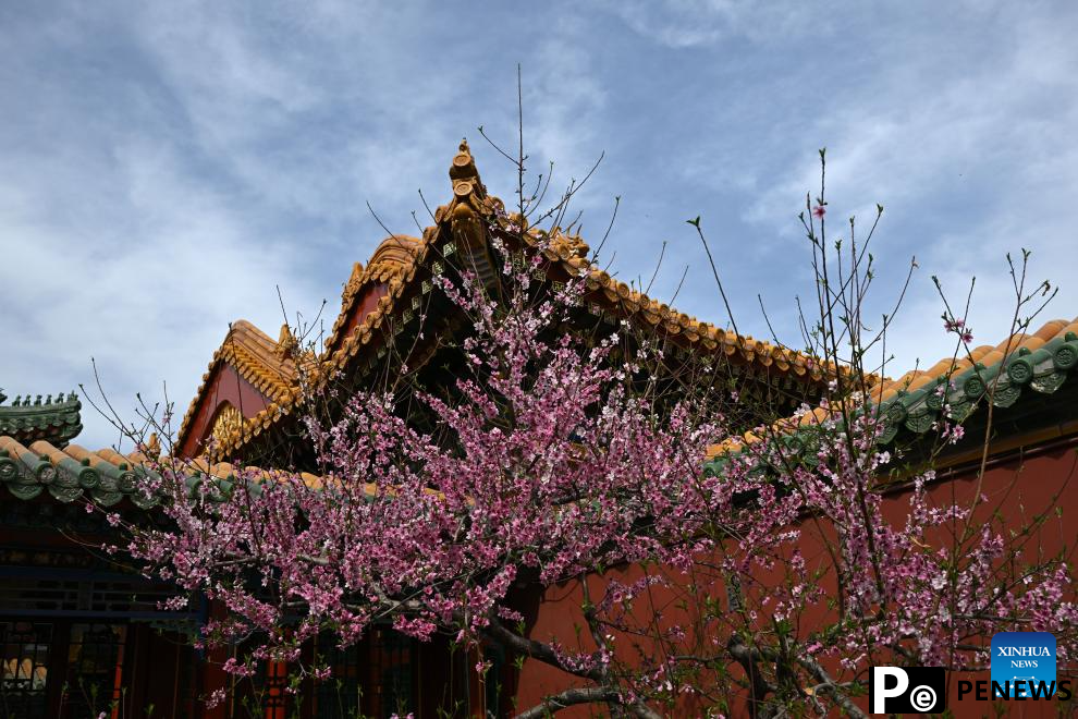 In pics: blooming flowers at Palace Museum in Beijing