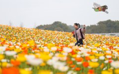 Tourism booms in three-day Tomb Sweeping holiday