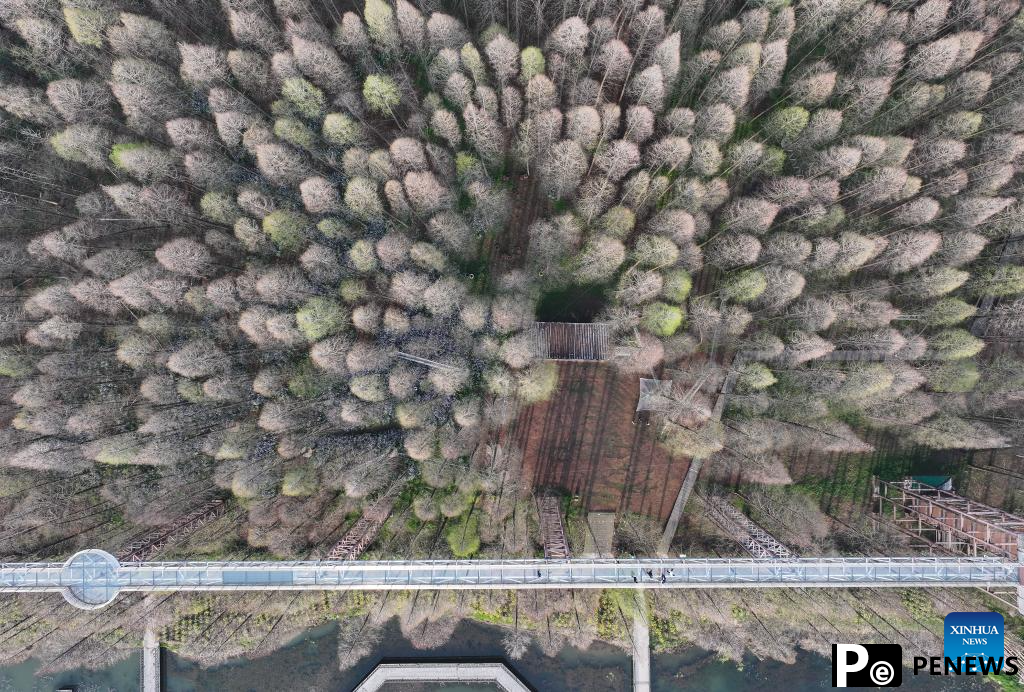 Scenery of Jinhu water forest scenic spot in Jiangsu