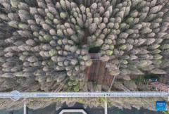 Scenery of Jinhu water forest scenic spot in Jiangsu
