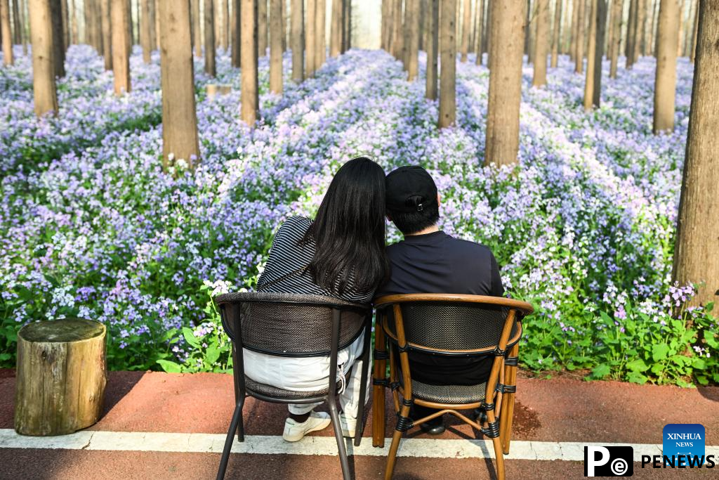 Scenery of Jinhu water forest scenic spot in Jiangsu