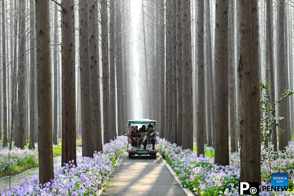 Scenery of Jinhu water forest scenic spot in Jiangsu