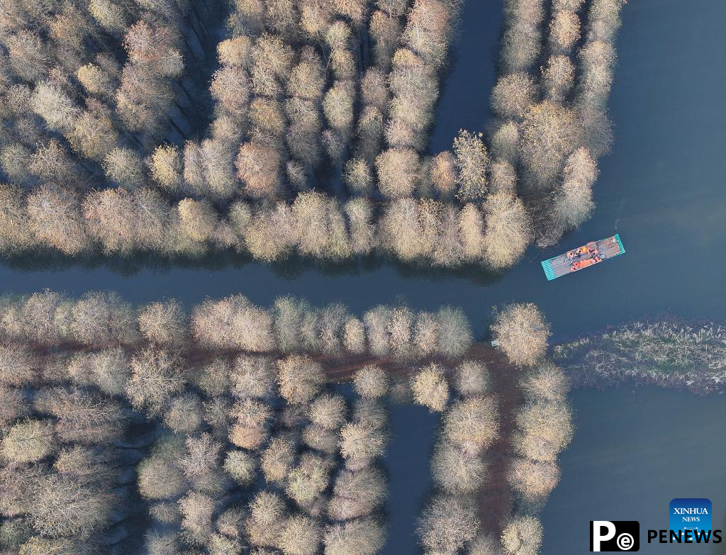 Scenery of Jinhu water forest scenic spot in Jiangsu