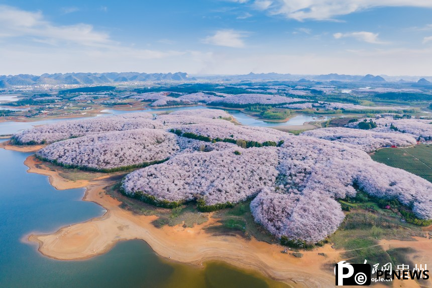In pics: Cherry blossoms bloom in SW China