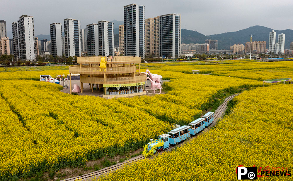 Spectacular sea of blooming rapeseed flowers attracts tourists to Yueqing, E China