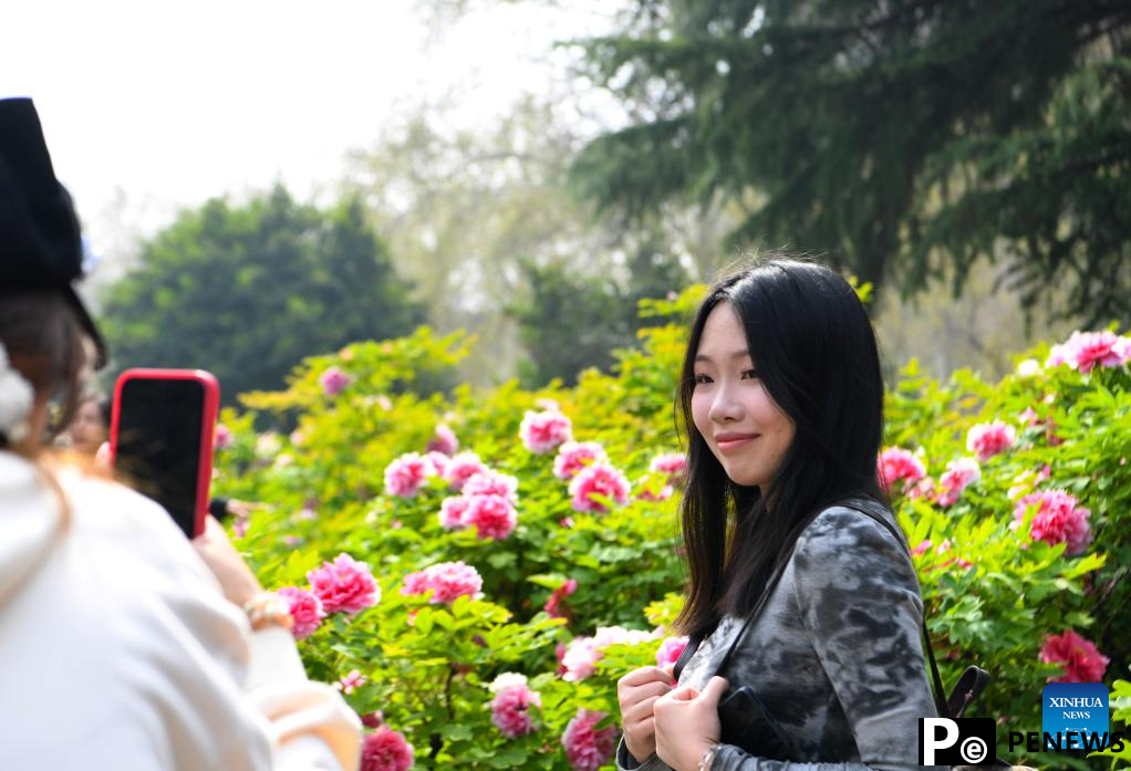 Tourists enjoy blossoming peony flowers in Luoyang, C China