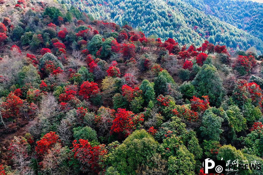 In pics: Azalea flowers bloom in village of SW China