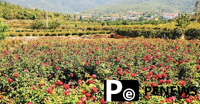 Thriving flower industry boosts tourism in SW China
