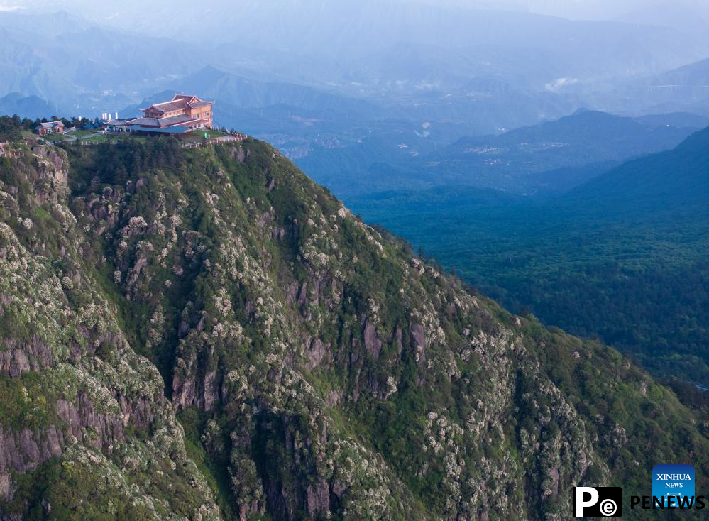Scenery of azalea blossoms on summit of Mount Emei, SW China