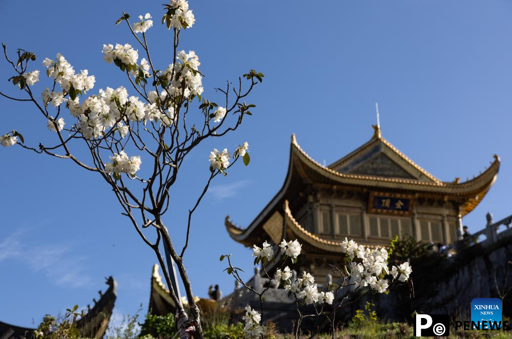 Scenery of azalea blossoms on summit of Mount Emei, SW China