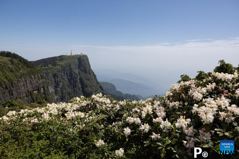 Scenery of azalea blossoms on summit of Mount Emei, SW China