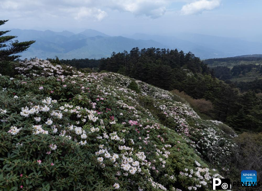 Scenery of azalea blossoms on summit of Mount Emei, SW China