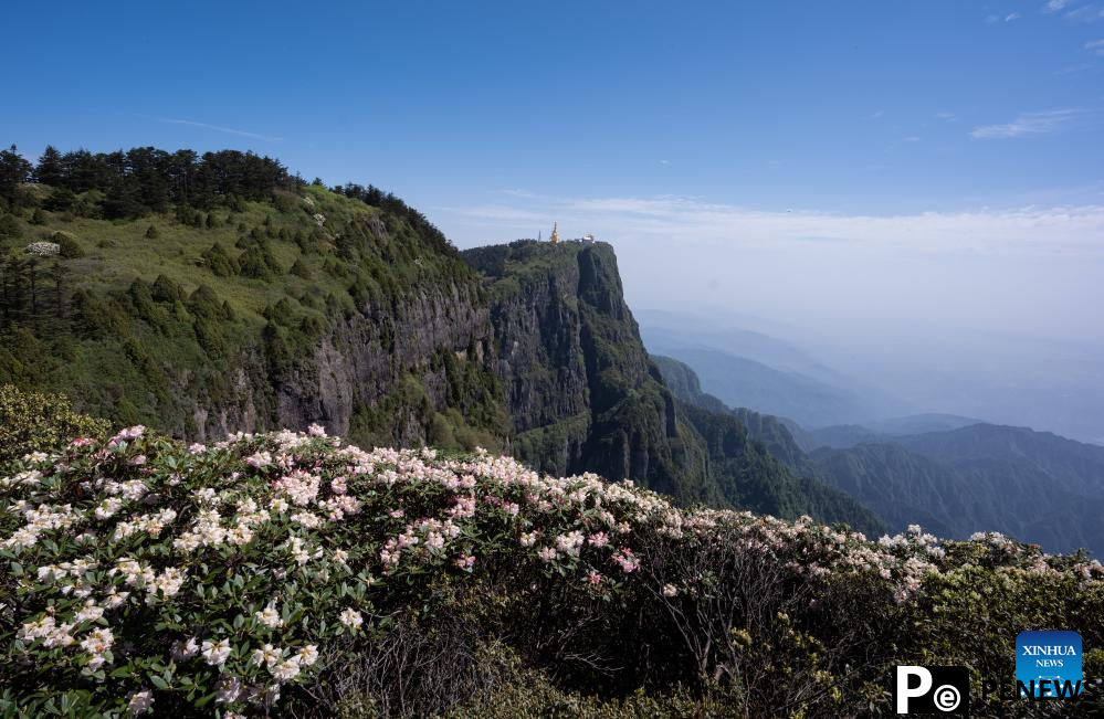 Scenery of azalea blossoms on summit of Mount Emei, SW China