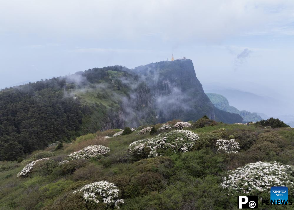 Scenery of azalea blossoms on summit of Mount Emei, SW China