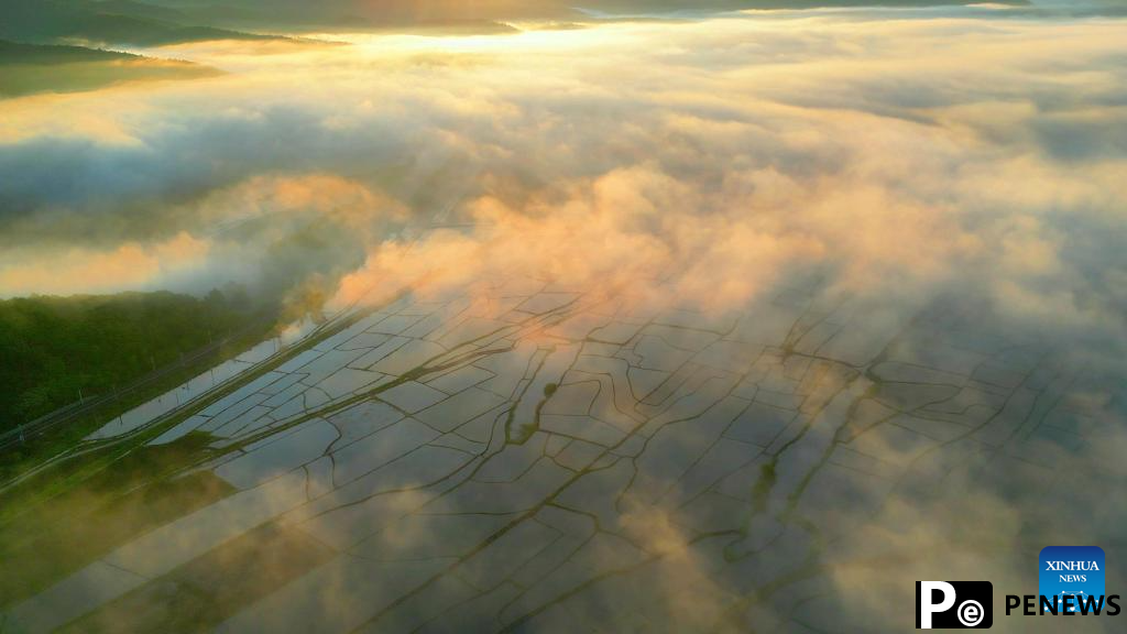 In pics: fog over paddy fields in Hailin City, NE China