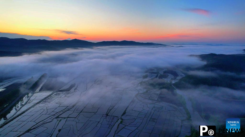 In pics: fog over paddy fields in Hailin City, NE China