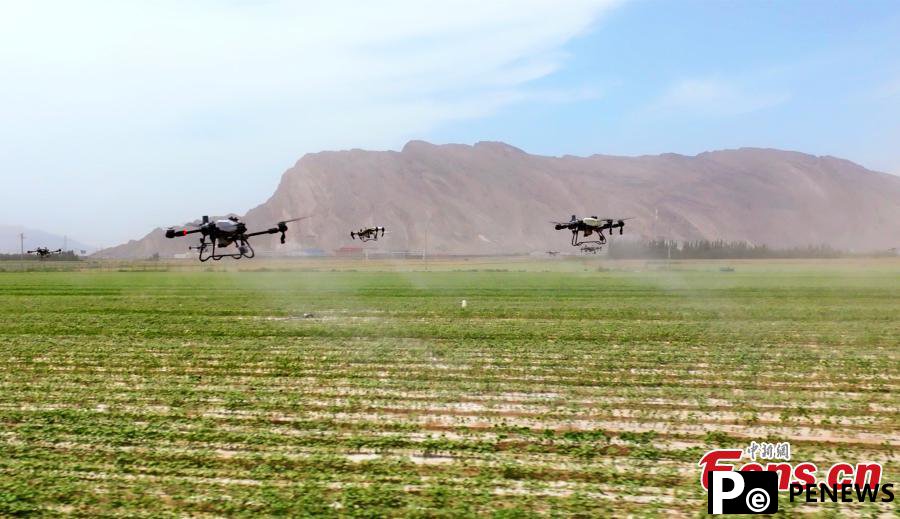 Drones carry out plant protection in cotton fields in Xinjiang