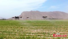 Drones carry out plant protection in cotton fields in Xinjiang