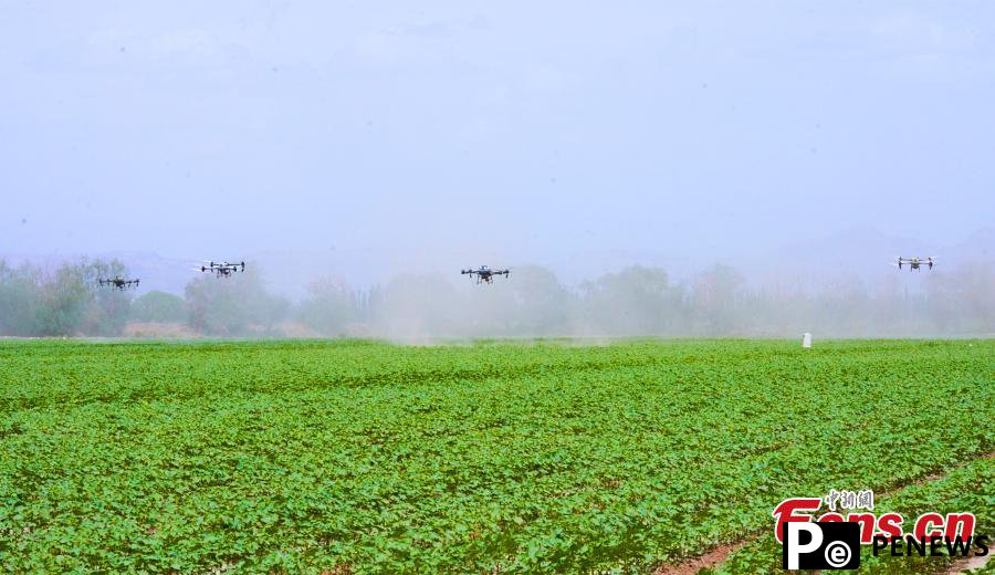Drones carry out plant protection in cotton fields in Xinjiang