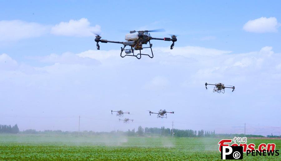 Drones carry out plant protection in cotton fields in Xinjiang
