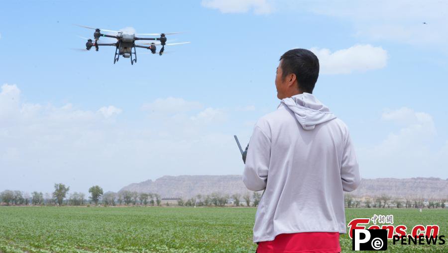 Drones carry out plant protection in cotton fields in Xinjiang