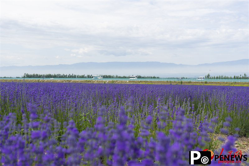 Lavender park brings economic, social development in NW China’s Xinjiang