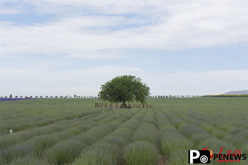 Lavender park brings economic, social development in NW China’s Xinjiang