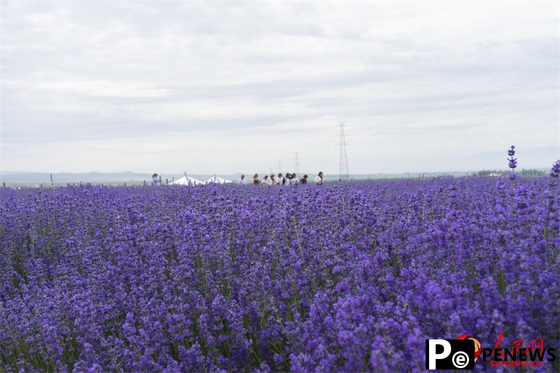 Lavender park brings economic, social development in NW China’s Xinjiang