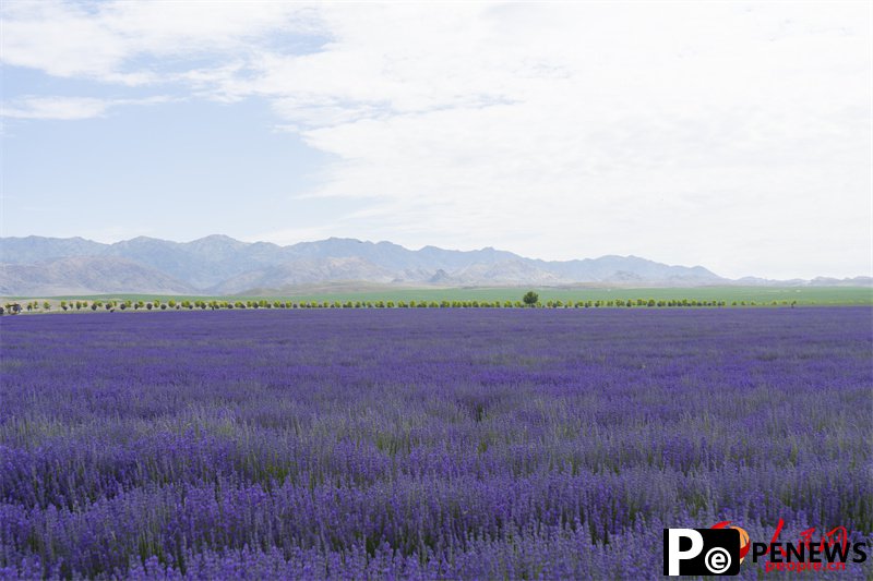 Lavender park brings economic, social development in NW China’s Xinjiang