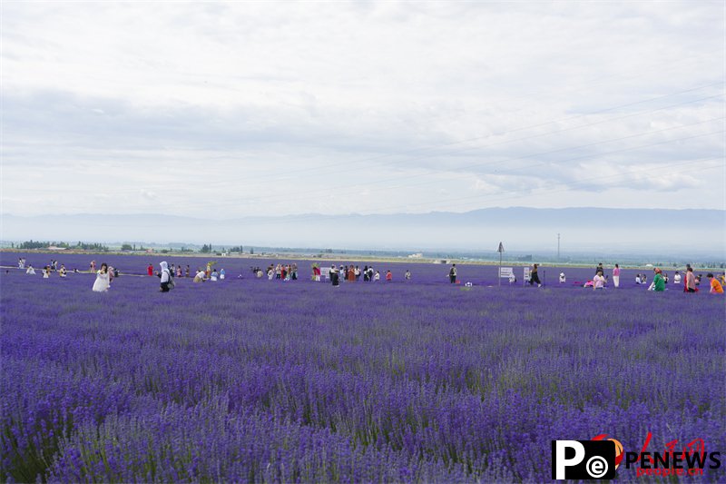 Lavender park brings economic, social development in NW China’s Xinjiang