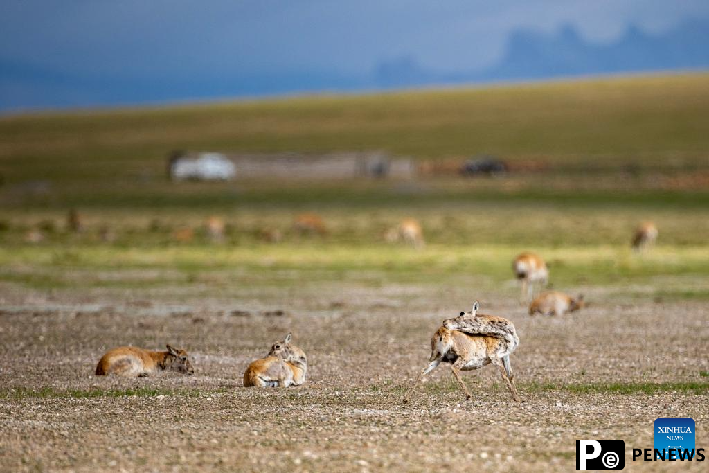 Tibetan antelopes embark on birth-giving season in SW China