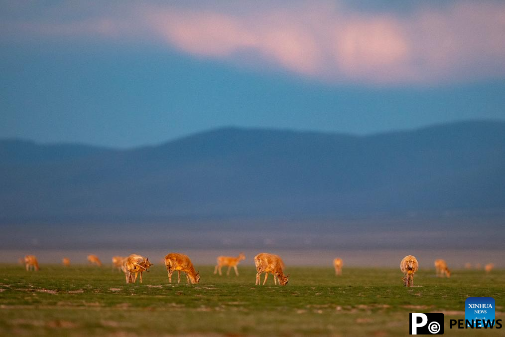 Tibetan antelopes embark on birth-giving season in SW China