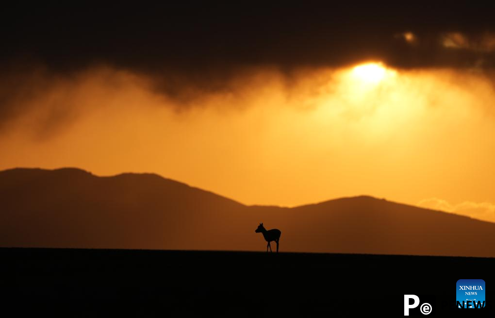 Tibetan antelopes embark on birth-giving season in SW China