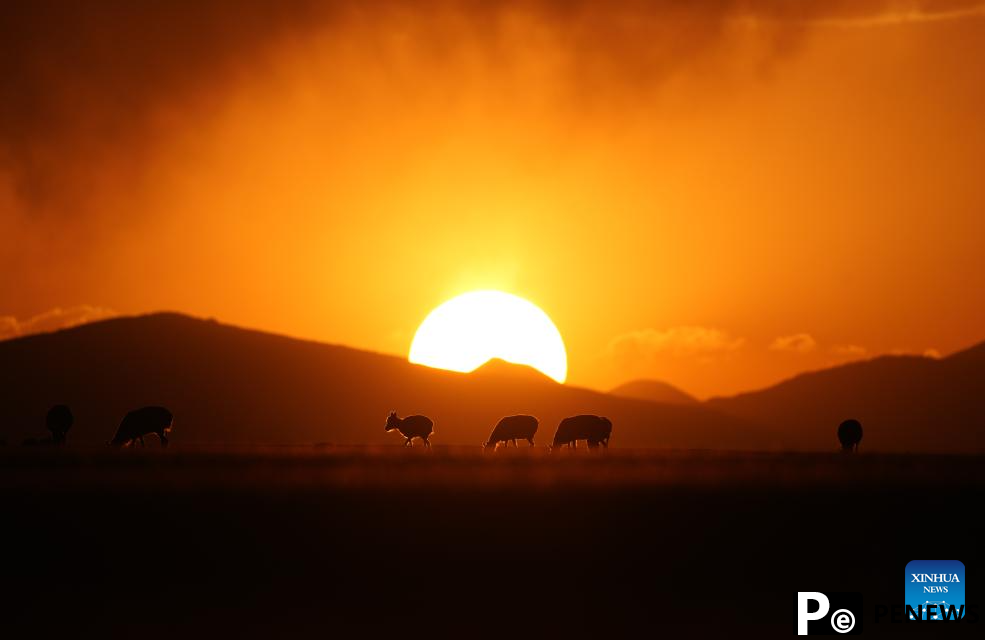 Tibetan antelopes embark on birth-giving season in SW China