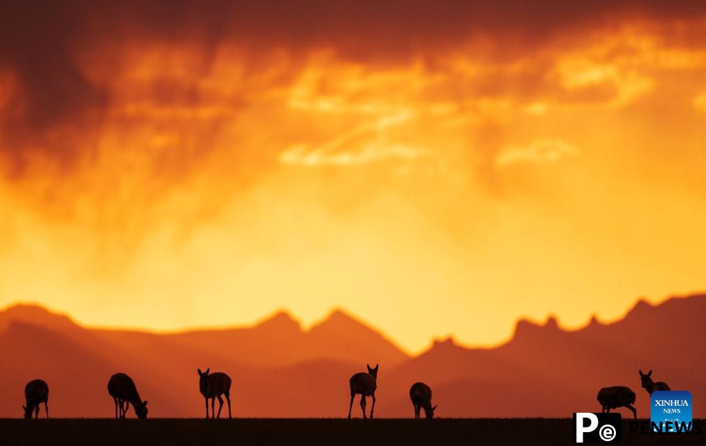Tibetan antelopes embark on birth-giving season in SW China