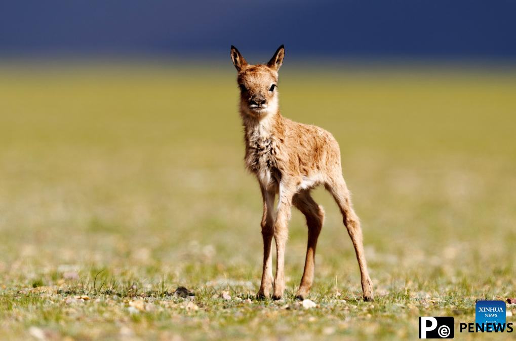 Tibetan antelopes embark on birth-giving season in SW China