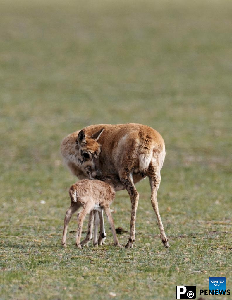 Tibetan antelopes embark on birth-giving season in SW China