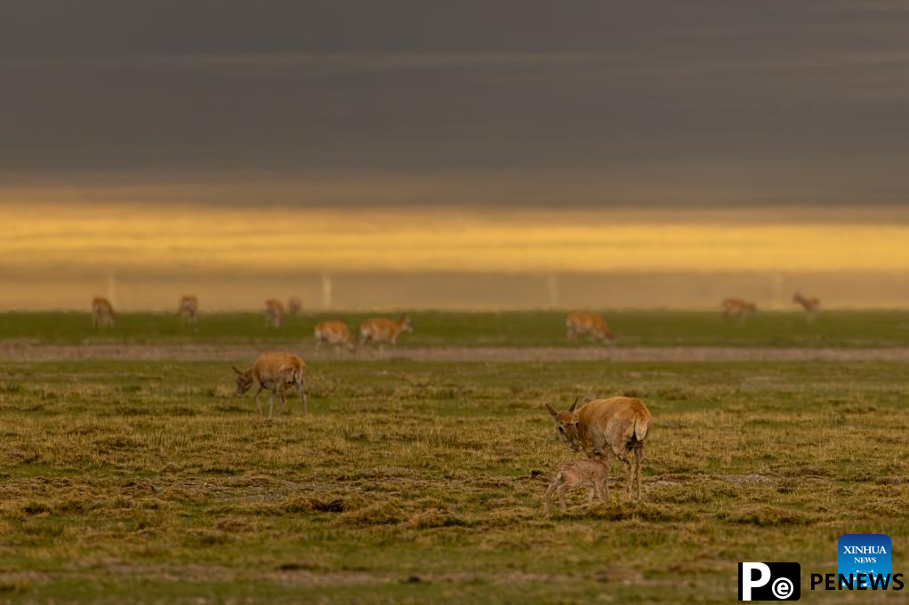 Tibetan antelopes embark on birth-giving season in SW China