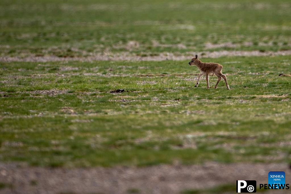 Tibetan antelopes embark on birth-giving season in SW China