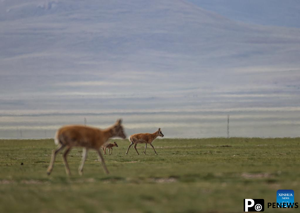 Tibetan antelopes embark on birth-giving season in SW China